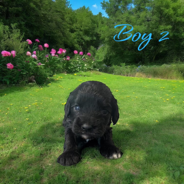cockapoo for adoption