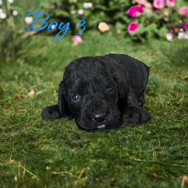 "Cockapoo puppy ready for adoption"