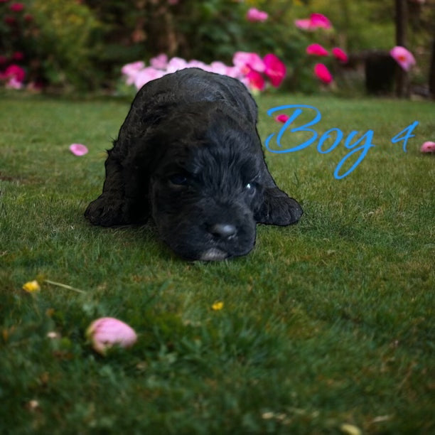 "Happy Cockapoo puppy for adoption"
