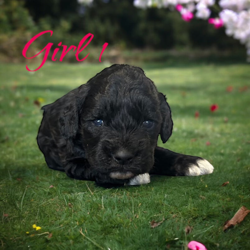 "Healthy Cockapoo puppies for adoption"