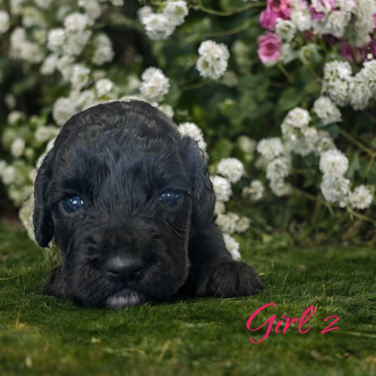 "Available Cockapoo puppies for adoption"