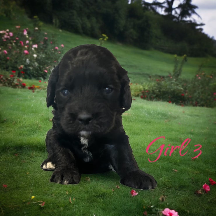 "Cockapoo puppy adoption available now"