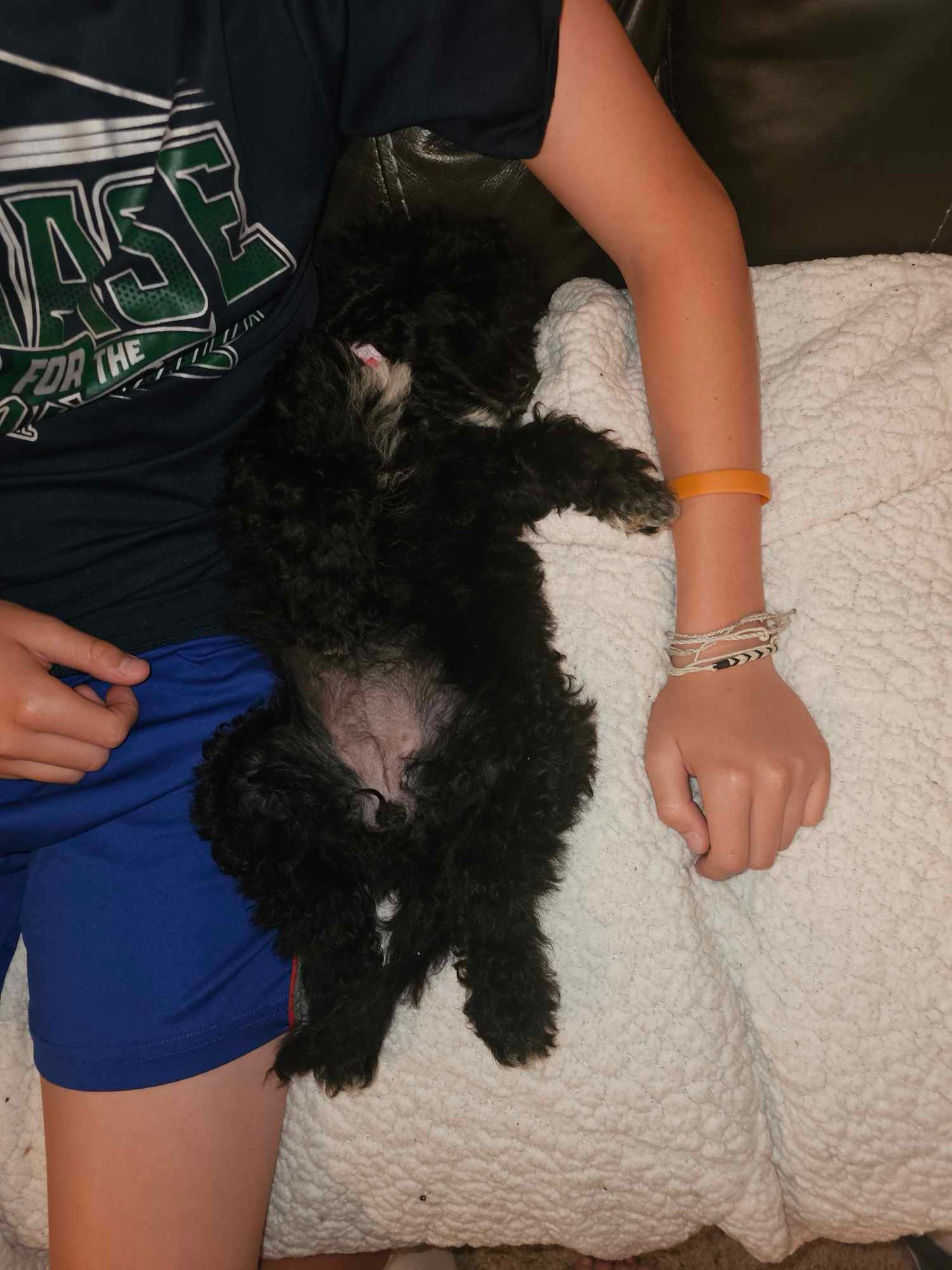 Cockapoo in her new home!