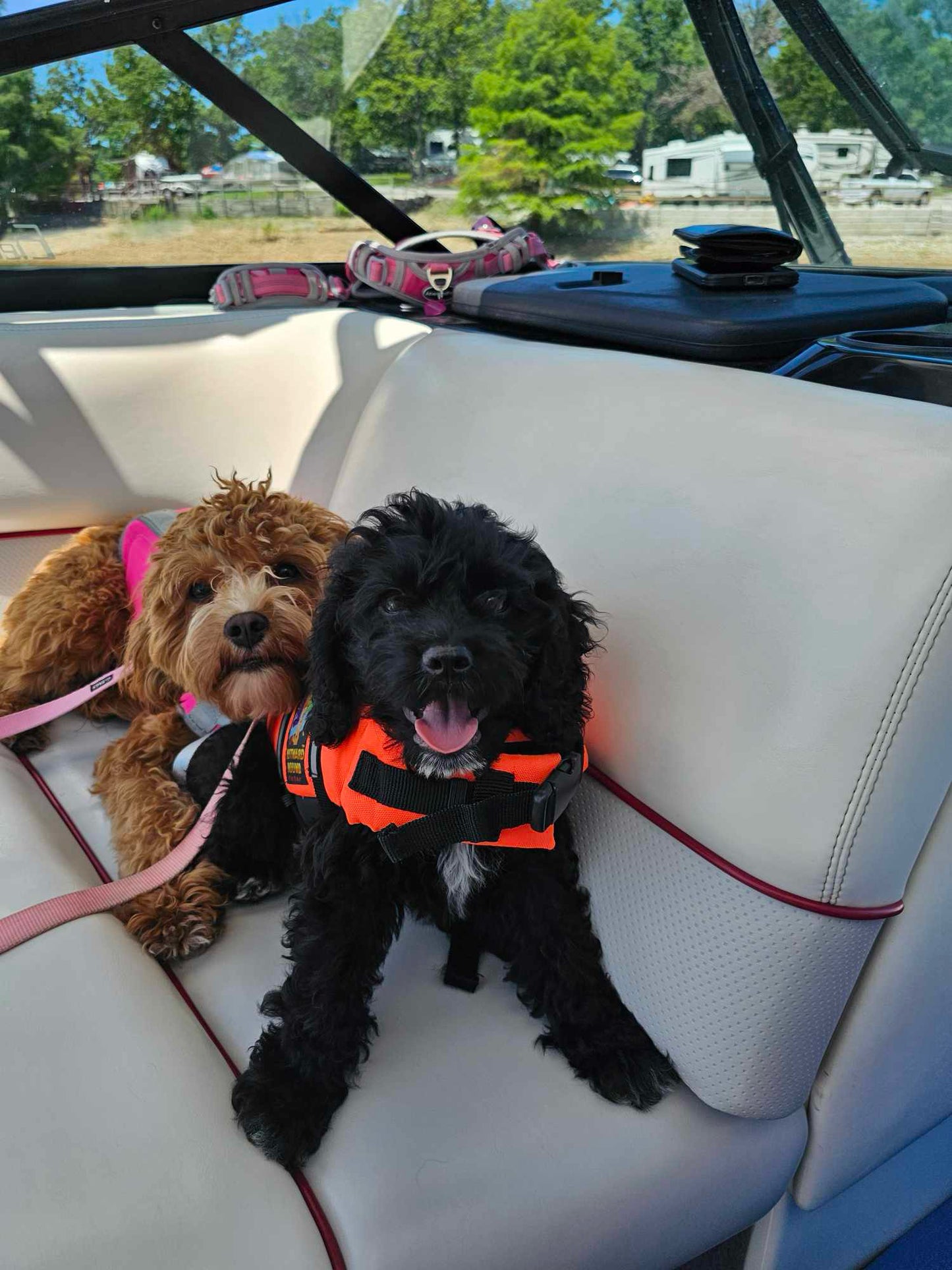 “Macie” Cockapoo