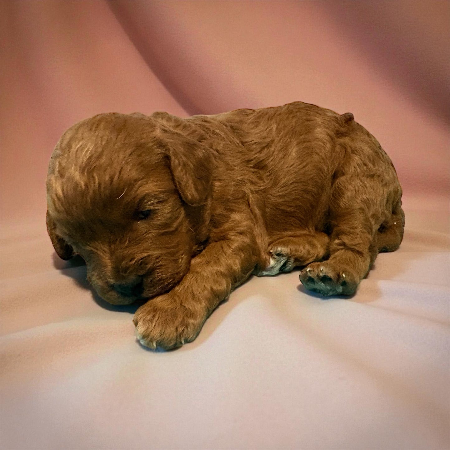 Red Cavapoo puppy for sale