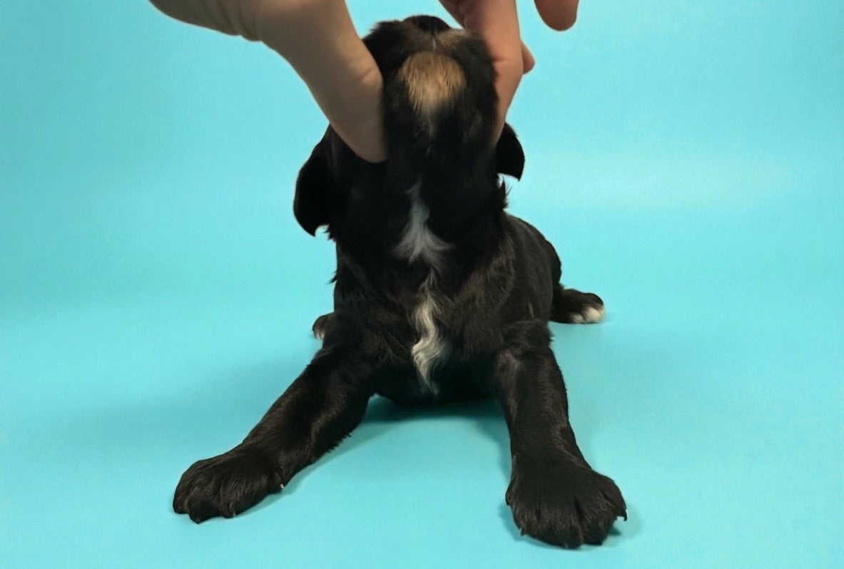 Black and white Cavapoo puppy male