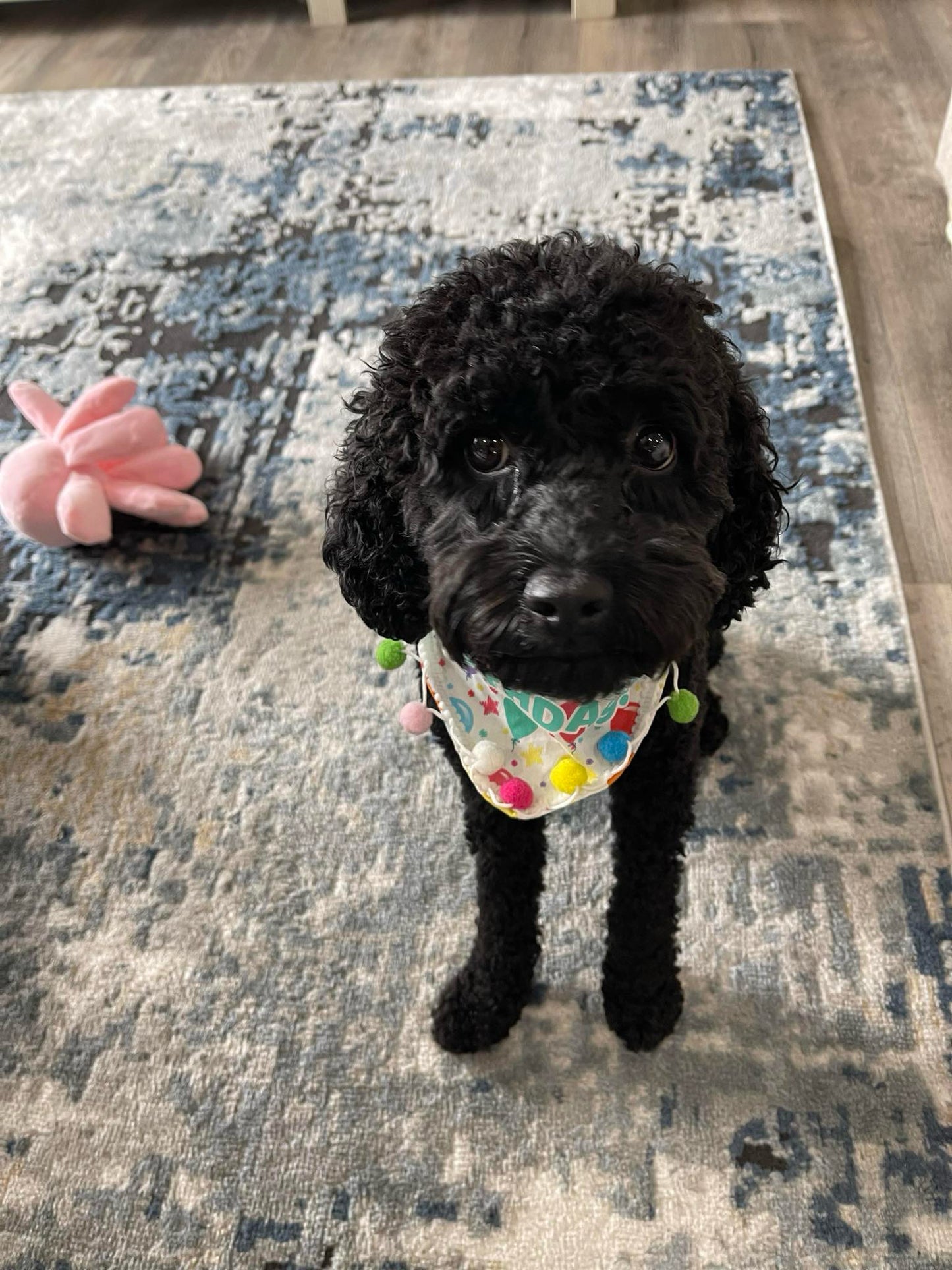 Black Cockapoo