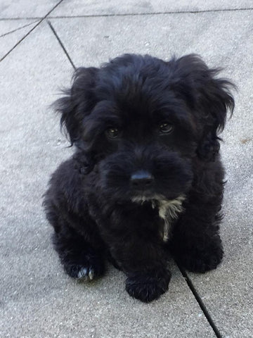 Cockapoo From Litter In 2016
