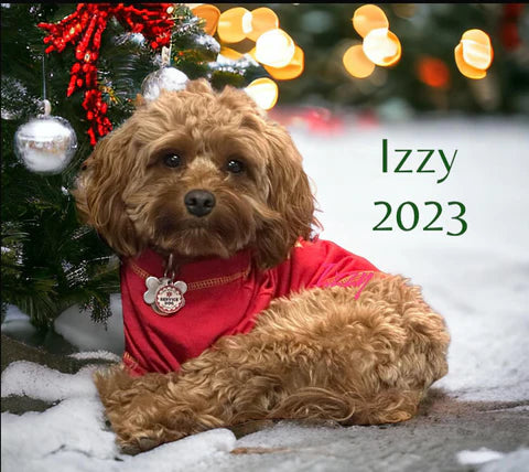Izzie the Cavapoo sitting happily in her new home