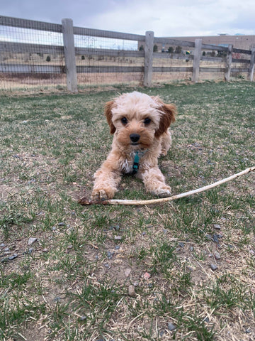 cavapoo puppy breeder