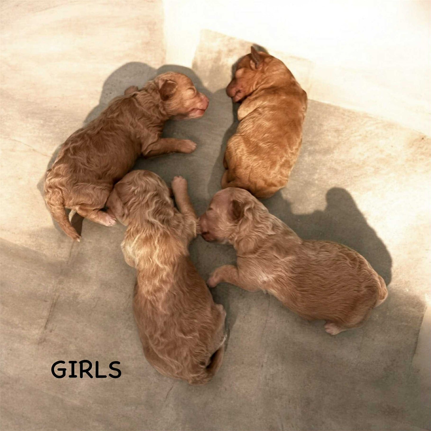 Red Maltipoo Girl – Small Female Puppy Raised in Missouri