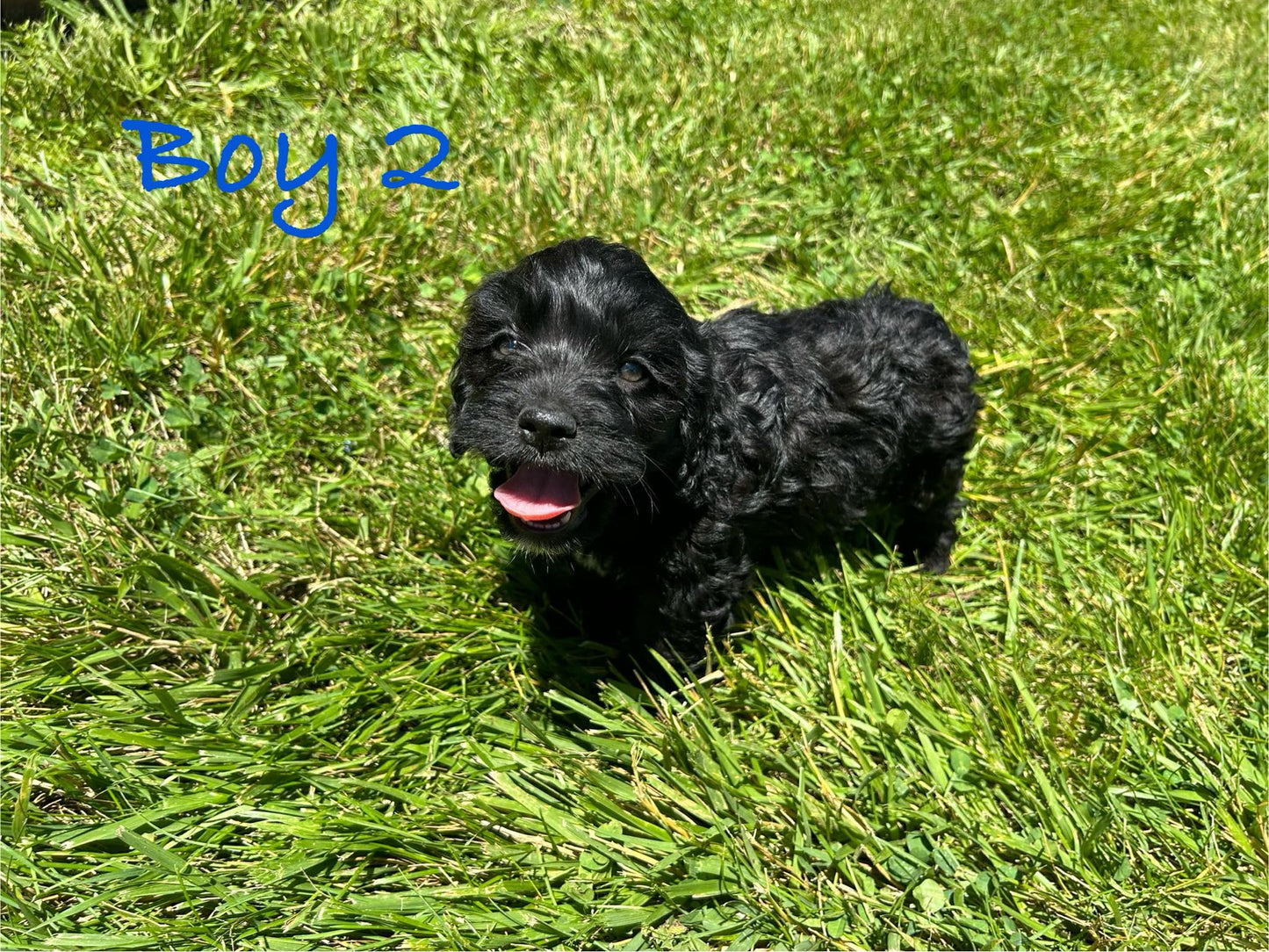 black and white cockapoo puppy