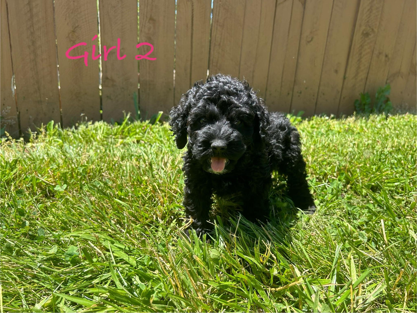 "Adopt a Cockapoo puppy today"