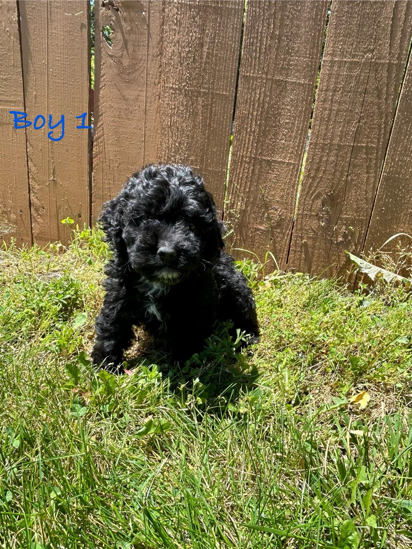 cockapoo weaver family farms puppies
