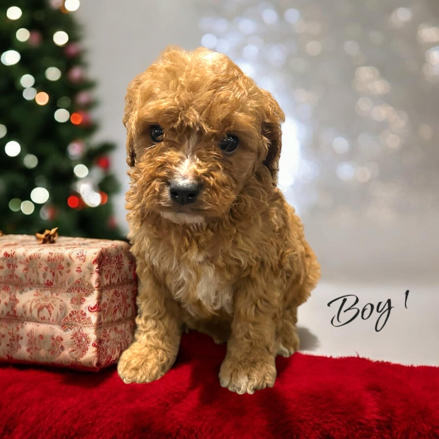 Cavapoo Boy – Playful Red Puppy Ready for a Loving Family