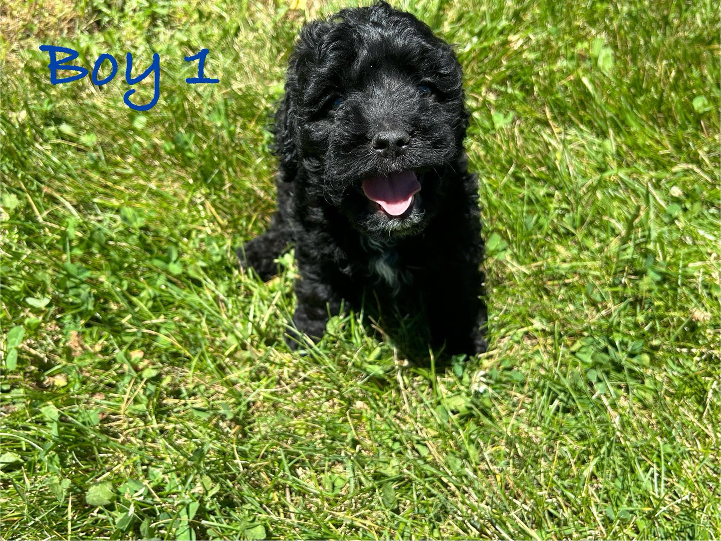 cockapoo