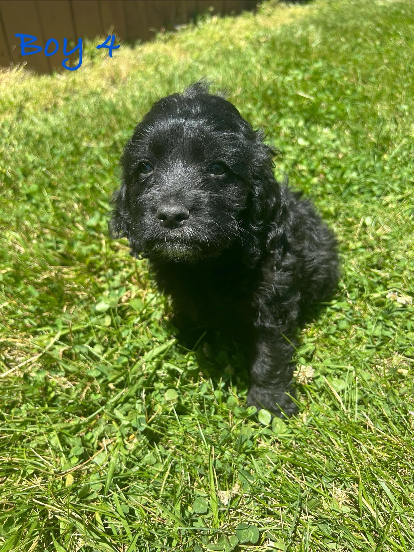 "Cockapoo puppy enjoying the outdoors"