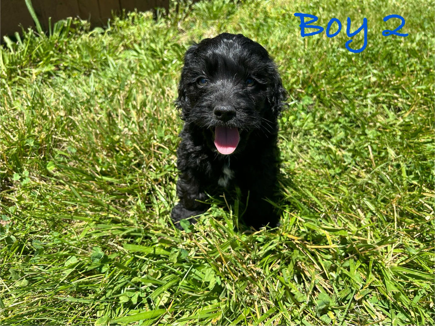 weaver family farms cockapoo