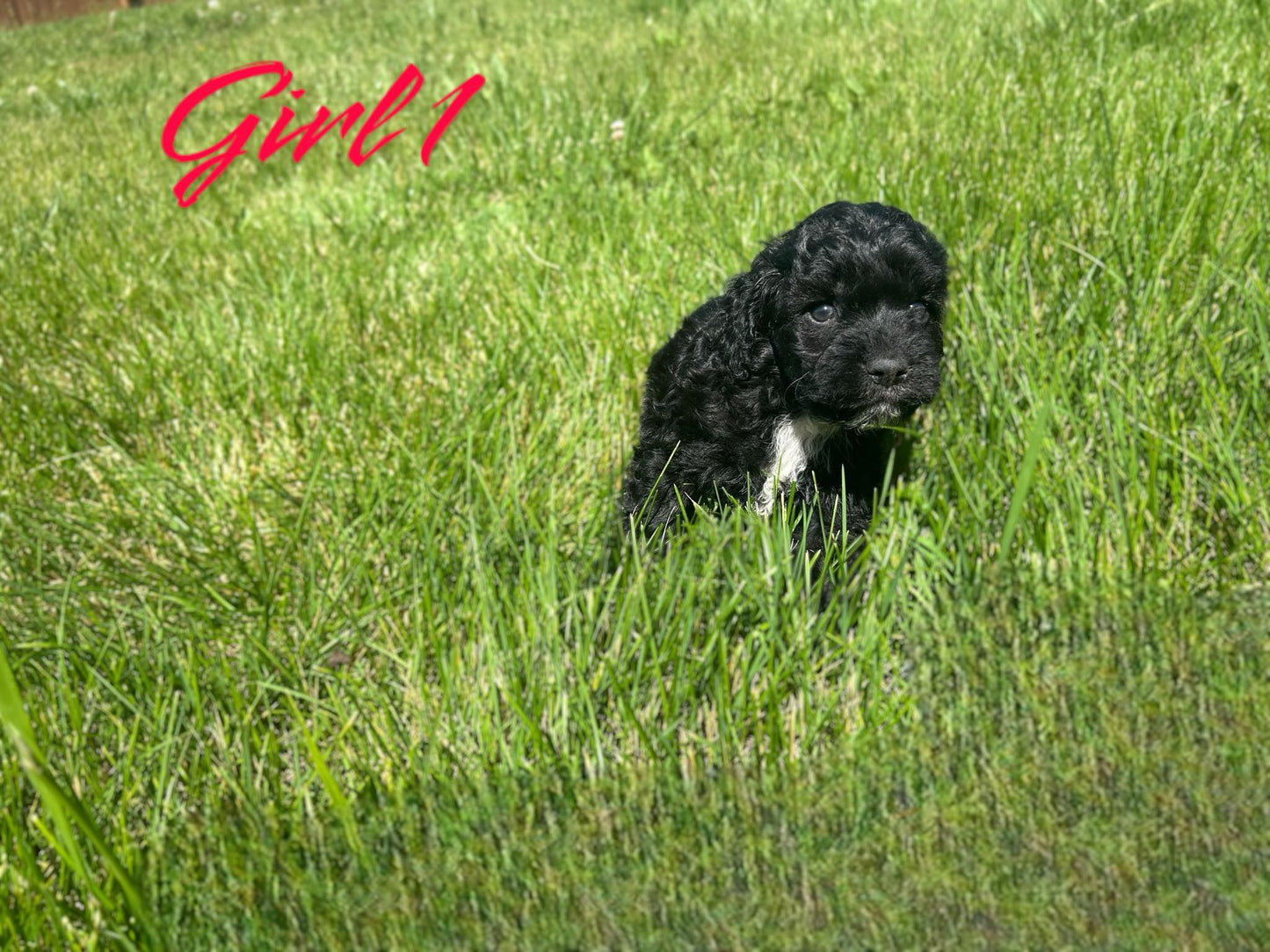 "Cockapoo puppy breeders"