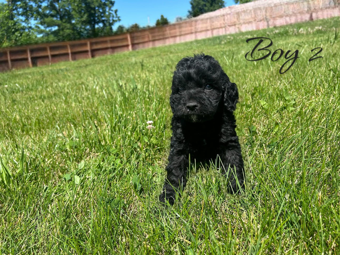 cockapoo puppy