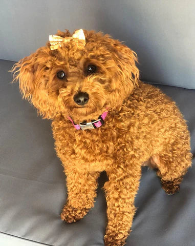 Mini red poodle puppy for sale sitting in a cozy bed