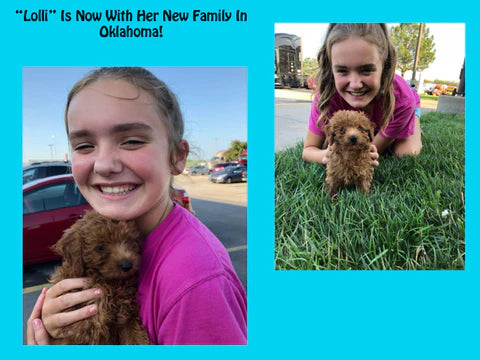 Lolli the red toy poodle playing with her new family