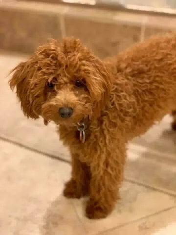 Close-up of Lolli, the red mini poodle’s beautiful coat