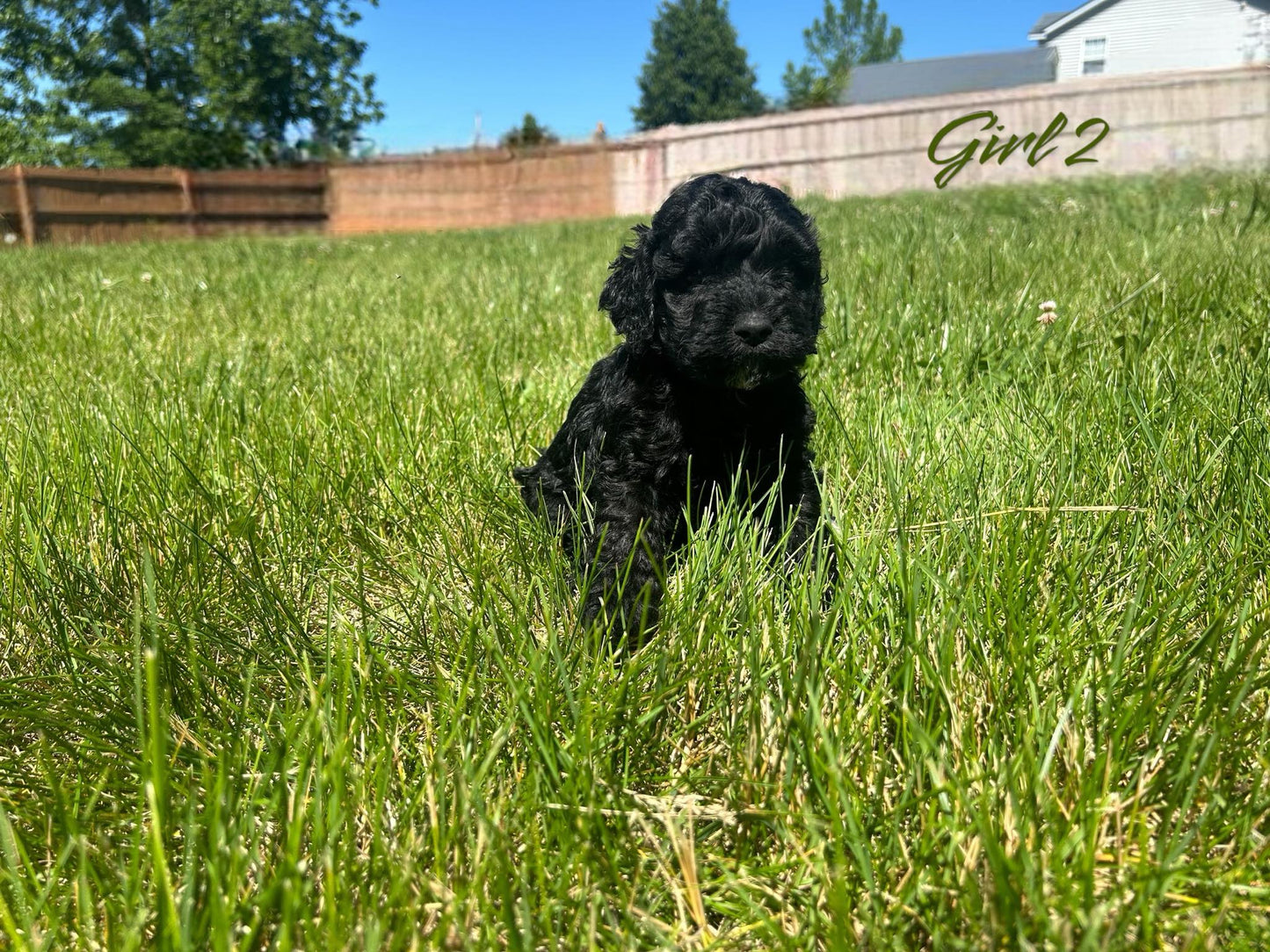 "Cockapoo puppy adoption process"