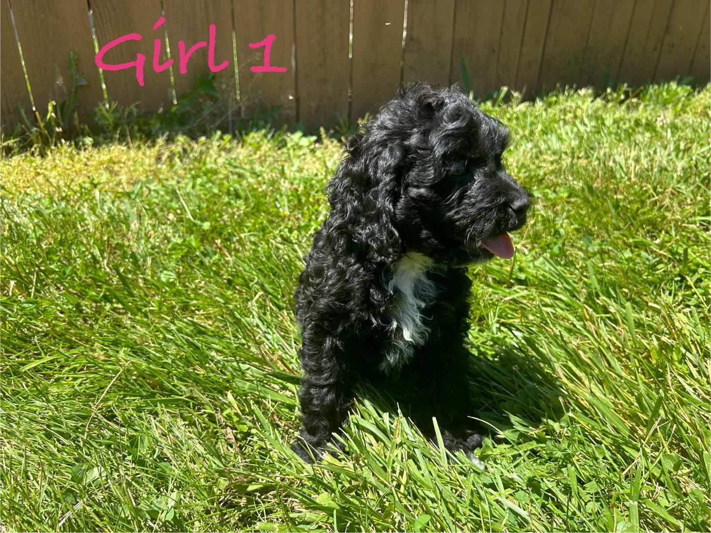 "Cockapoo puppies needing a home"