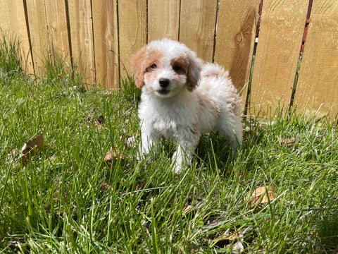 Fluffy white Maltipoo puppy sitting on soft grass