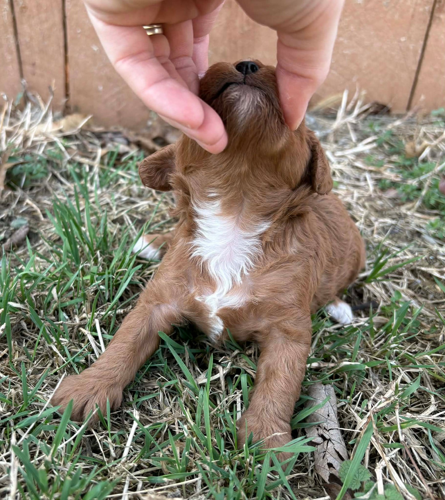 red cavadoodle for sale
