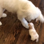 Duke The Cavapoo (Video) With his new family