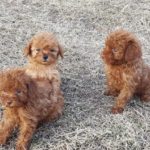 Red AKC Toy Poodle Puppies From 2017 (VIDEO)