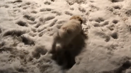 “Bentley” The Cavapoo Playing In The Snow In Colorado (VIDEO)