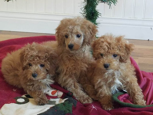 Apricot Poodle Pictures From 2017