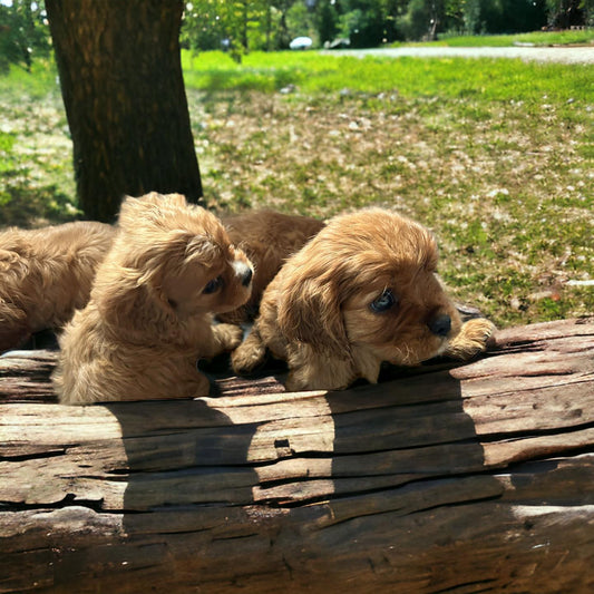 Buying Cavalier King Charles Spaniel Puppies: Finding a Reputable Breeder