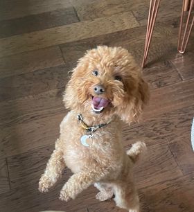 Lolli the poodle in her new home 2018!