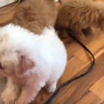 Maltipoo's After Bath Time Hair Being Blow Dried! (VIDEO)