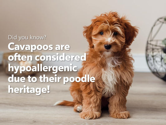 Are Cavapoos Hypoallergenic?