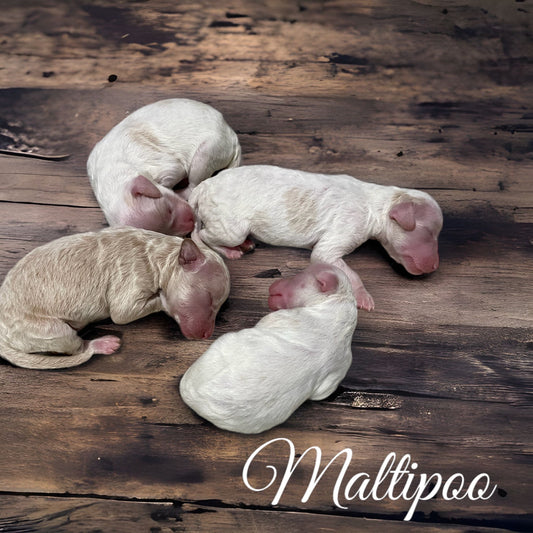 Maltipoos - New Litter! 2023 Late Winter/Early Spring