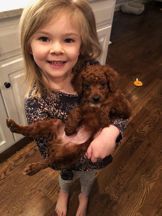 Little Red Toy Poodle In His New Home In Kansas! “Banks”