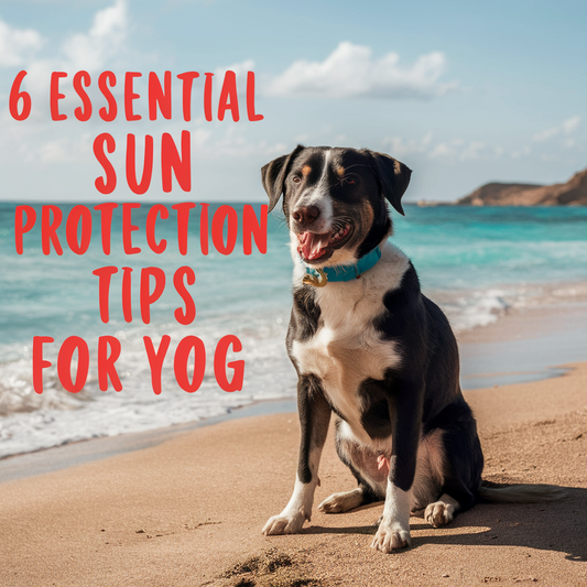 6 Essential Sun Protection Tips for Your Cockapoo, Cavapoo, and Maltipoo