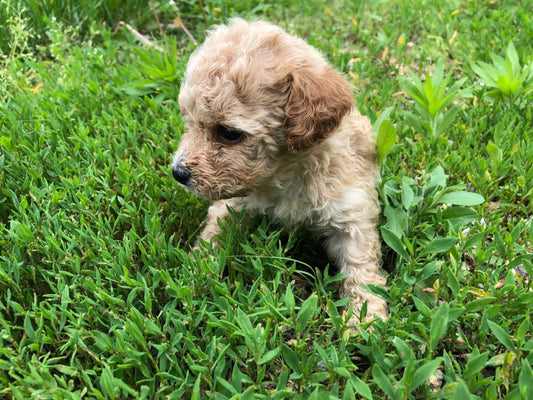 Maltipoo Litter Pictures From Izzie & Ollie May 2019