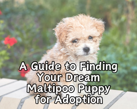 A Guide to Finding Your Dream Maltipoo Puppy for Adoption
