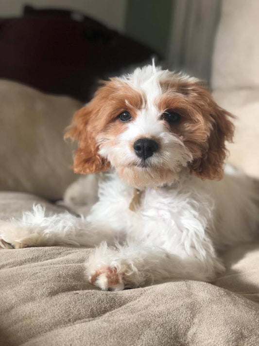 Pictures of Haddie The cavapoo! (Cleo (cavalier) & Taz (Miniature Poodle) are the proud parents)
