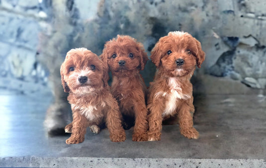 Check Out These Cute Red Cavapoos!