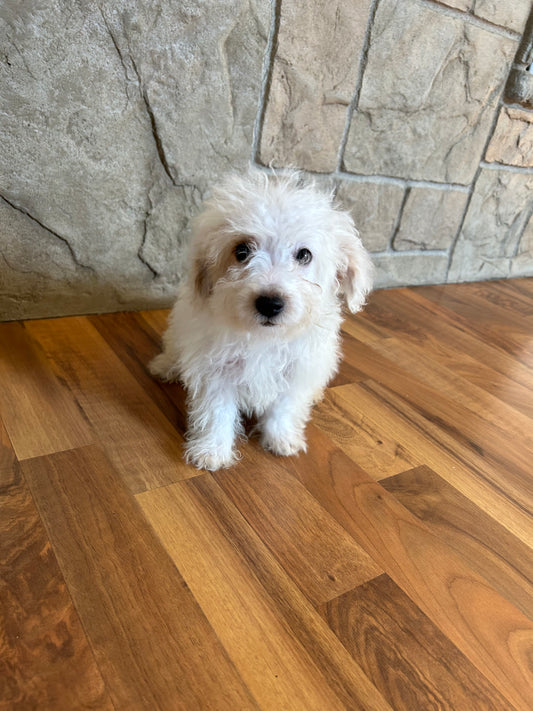 Meet Our Adorable White and Brown Cavapoo Puppy: A Bundle of Joy in Her New Forever Home!