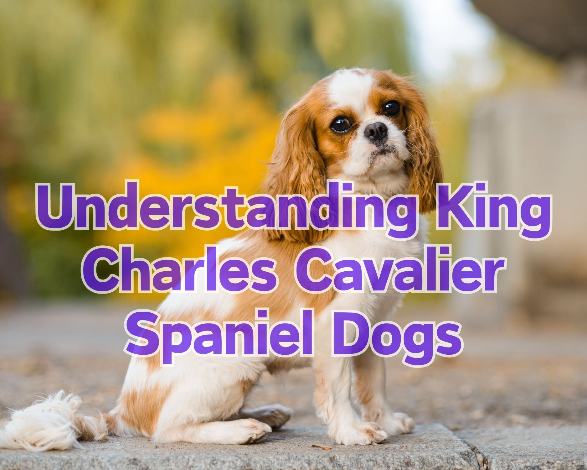 Understanding King Charles Cavalier Spaniel Dogs – Weaver Family Farms ...