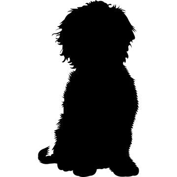 Cavapoo Puppies For Sale Near Me