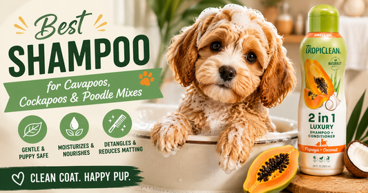 Best Shampoo for Cavapoos, Cockapoos & Poodle Mixes